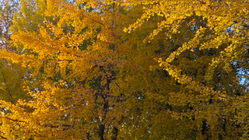 FLINK故障重启策略