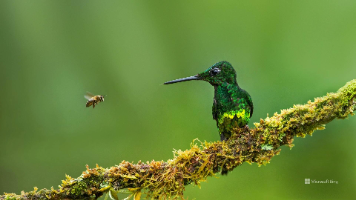 【Unity-MCP完全指南：从零开始构建AI游戏开发助手】