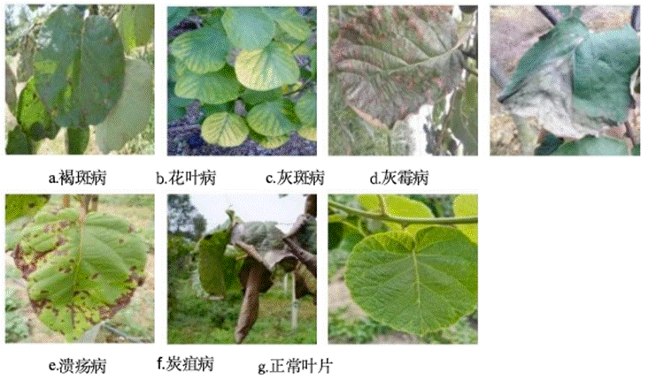 大数据深度学习|计算机毕设项目|计算机毕设答辩|Django-基于深度学习的猕猴桃叶病害识别分类系统-RestNet50